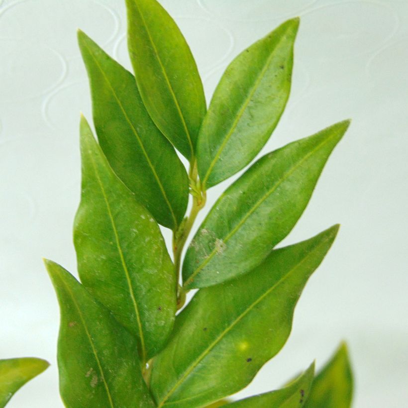 Sarcococca confusa - Vleesbes (Foliage)