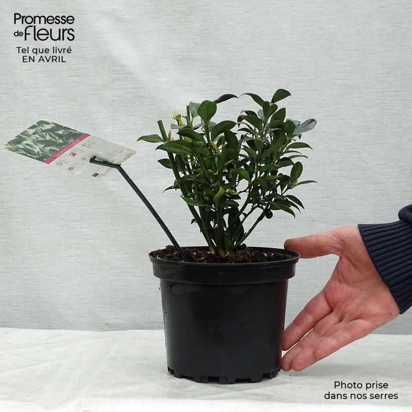 Exemplaar van Sarcococca confusa - Vleesbes Pot van 2 l/3 l zoals geleverd in de lente