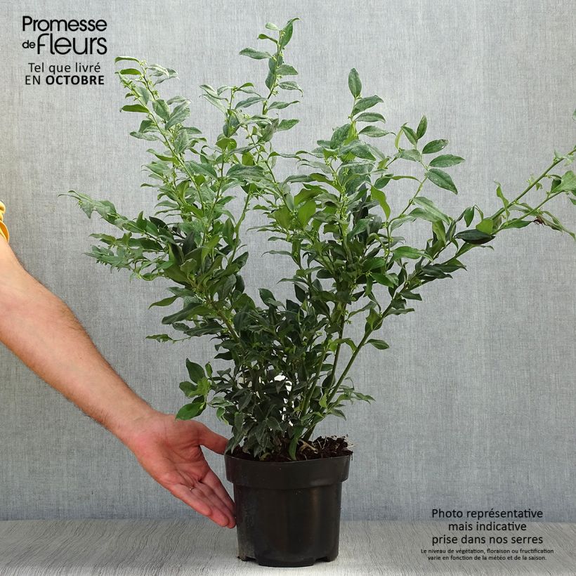 Exemplaar van Sarcococca confusa - Vleesbes Pot van 2 l/3 l zoals geleverd in de herfst