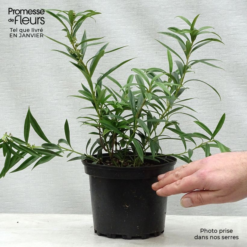 Example of Sarcococca hookeriana Digyna Pot van 2 l/3 l as you get in hiver