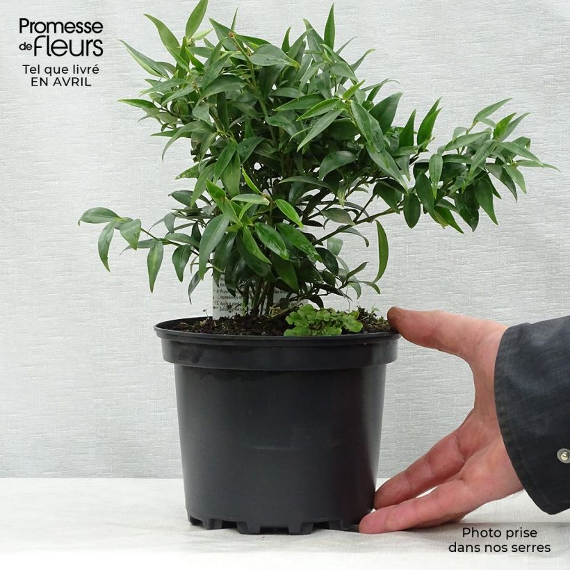 Exemplaar van Sarcococca hookeriana digyna - Vleesbes Pot van 2 l/3 l zoals geleverd in de lente