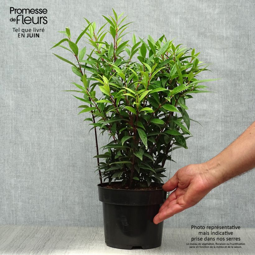 Exemplaar van Sarcococca hookeriana Purple Gem - Vleesbes Pot van 3 l/4 l zoals geleverd in de zomer