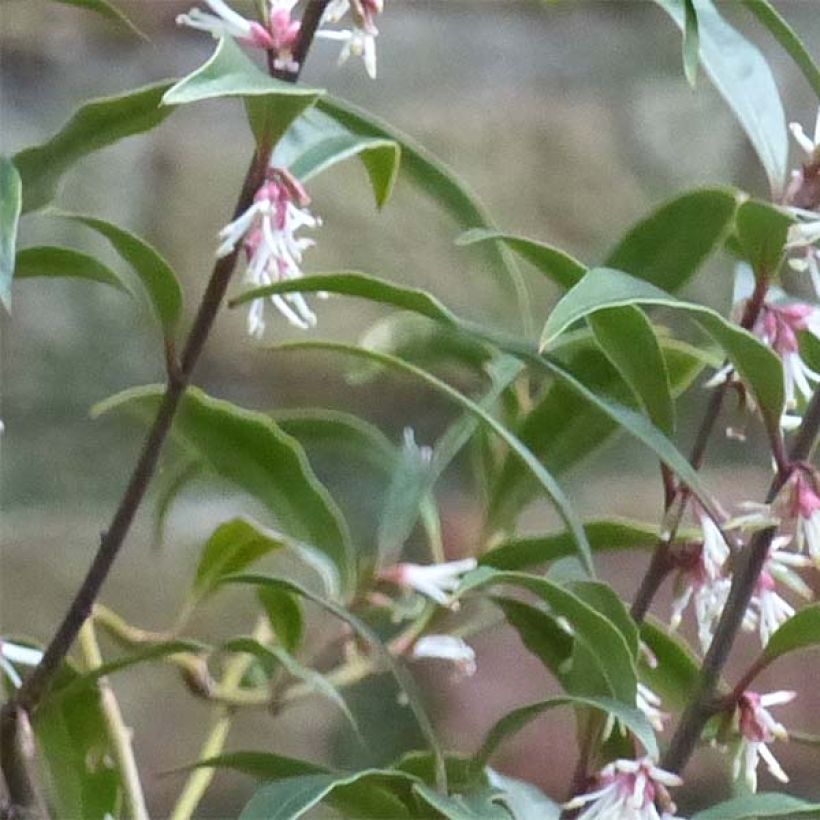 Sarcococca hookeriana Purple Stem - Vleesbes (Foliage)