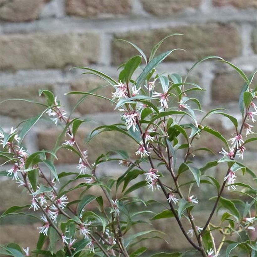 Sarcococca hookeriana Purple Stem - Vleesbes (Flowering)