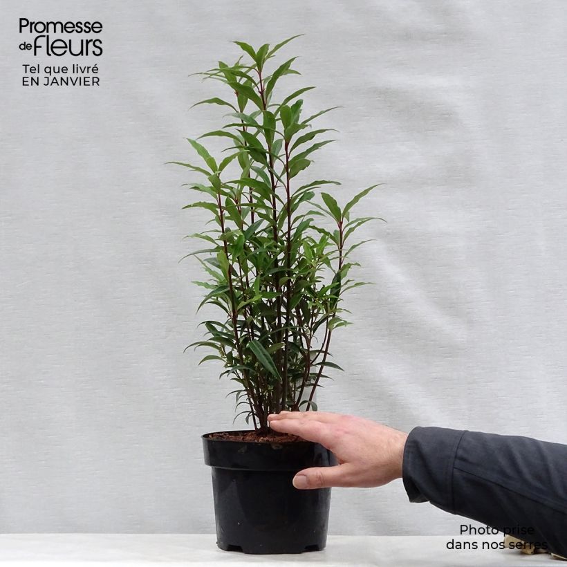 Example of Sarcococca hookeriana Purple Stem Pot van 2 l/3 l as you get in hiver