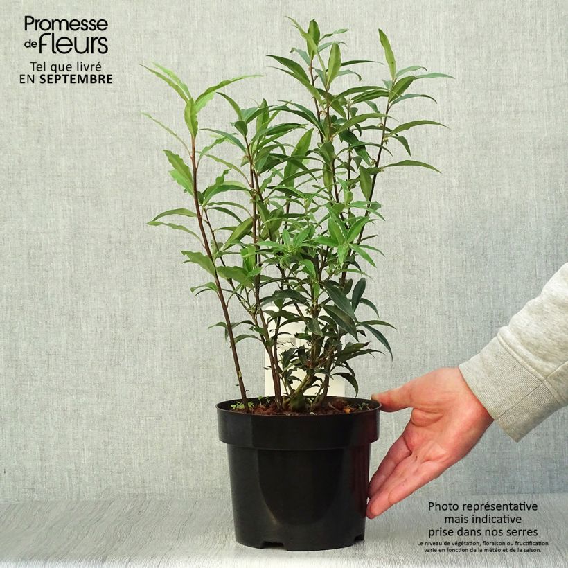 Exemplaar van Sarcococca hookeriana Purple Stem - Vleesbes Pot van 2 l/3 l zoals geleverd in de herfst