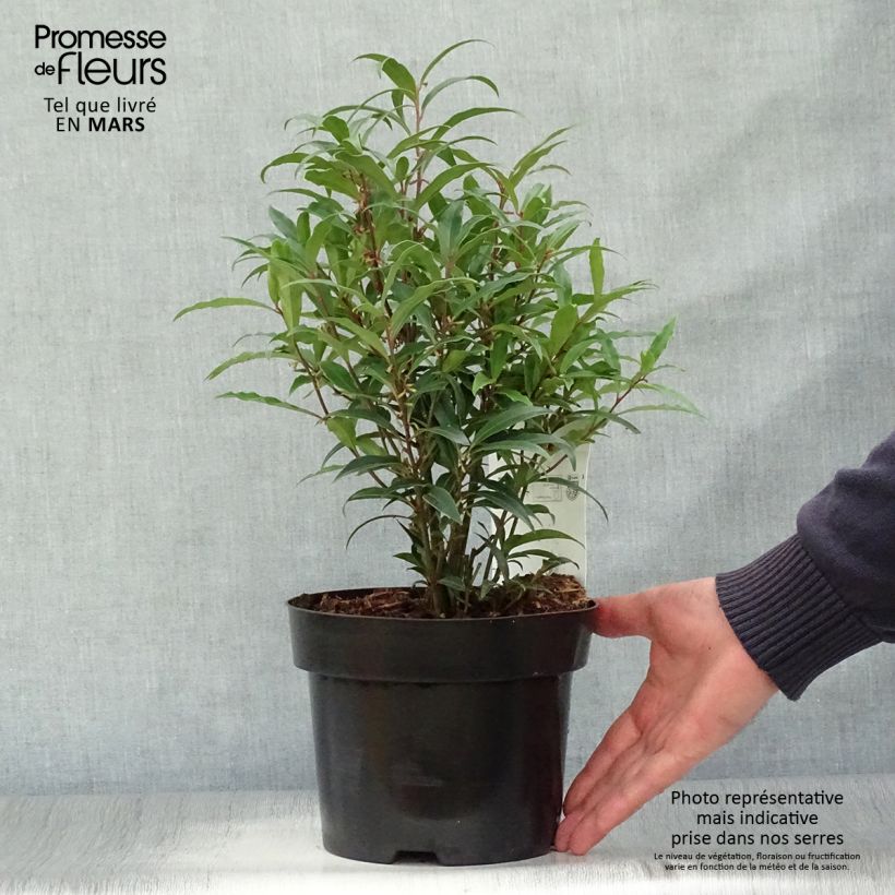 Exemplaar van Sarcococca hookeriana Purple Stem - Vleesbes Pot van 2 l/3 l zoals geleverd in de lente