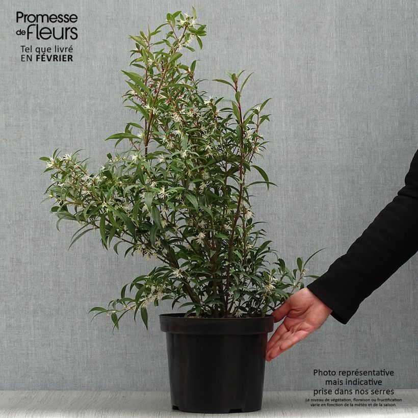Example of Sarcococca hookeriana Purple Stem Pot van 7,5 l/10 l as you get in hiver