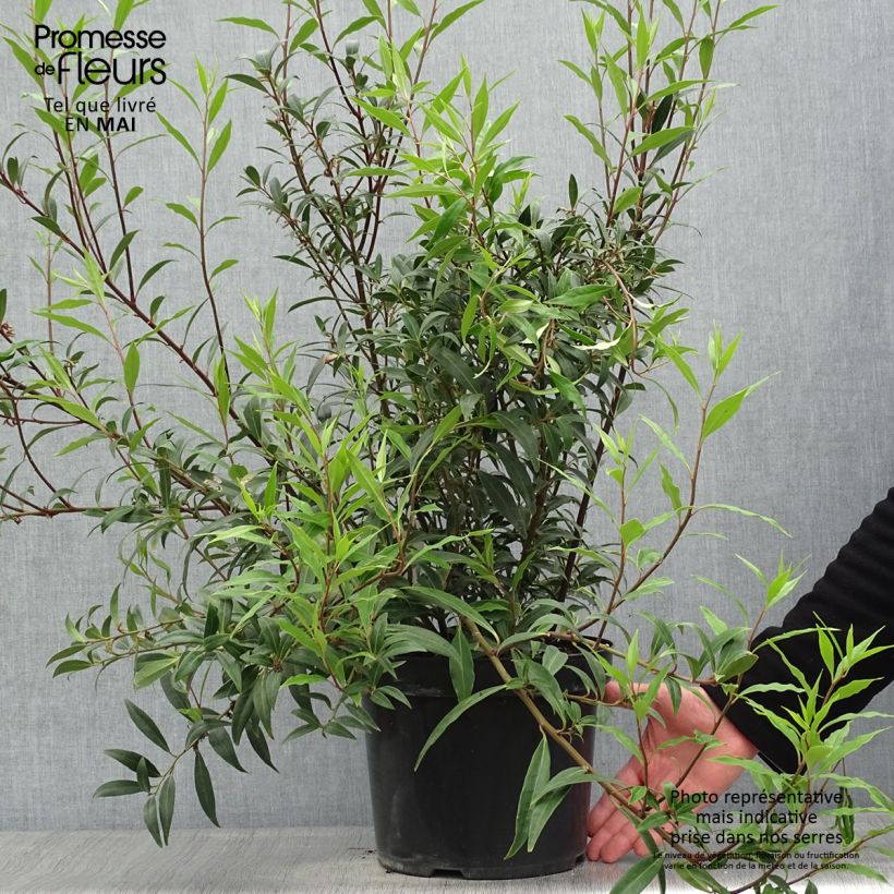 Exemplaar van Sarcococca hookeriana Purple Stem - Vleesbes Pot van 7,5 l/10 l zoals geleverd in de lente