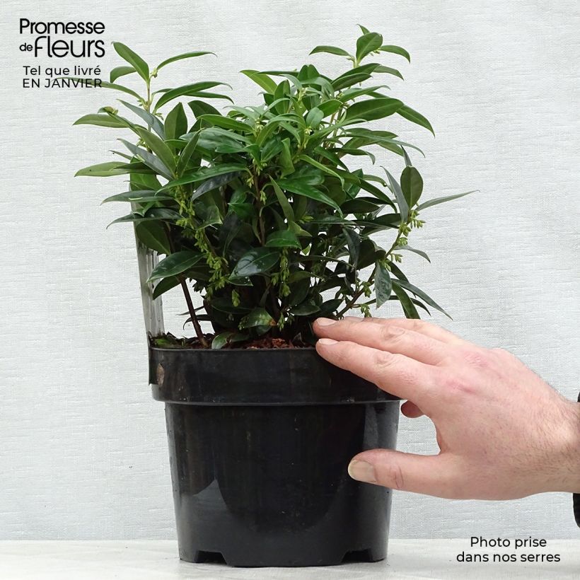 Example of Sarcococca hookeriana humilis - Vleesbes Pot van 2 l/3 l as you get in hiver