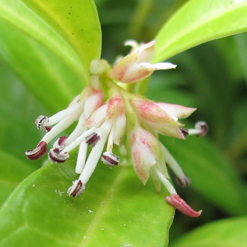 Sarcococca hookeriana humilis - Vleesbes (Flowering)