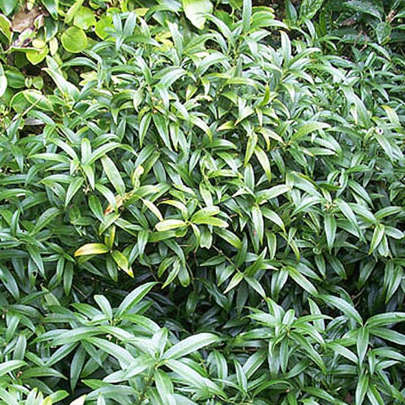Sarcococca hookeriana humilis - Vleesbes (Plant habit)
