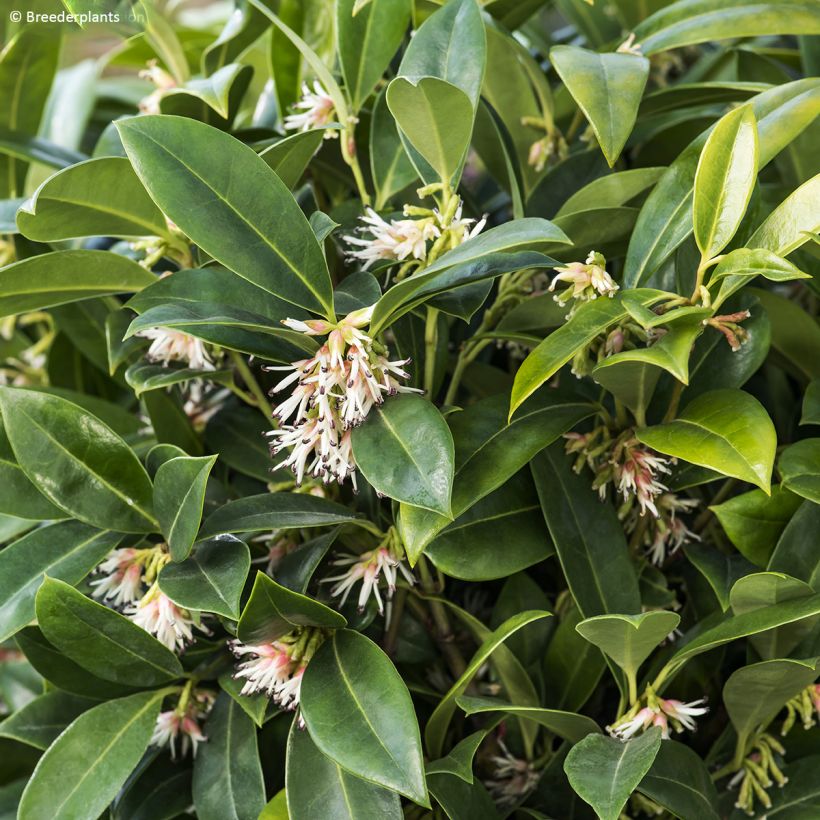 Sarcococca hookeriana var. humilis Fragrant Mountain - Vleesbes (Blad)