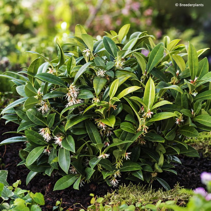 Sarcococca hookeriana var. humilis Fragrant Mountain - Vleesbes (Groeiplaats)
