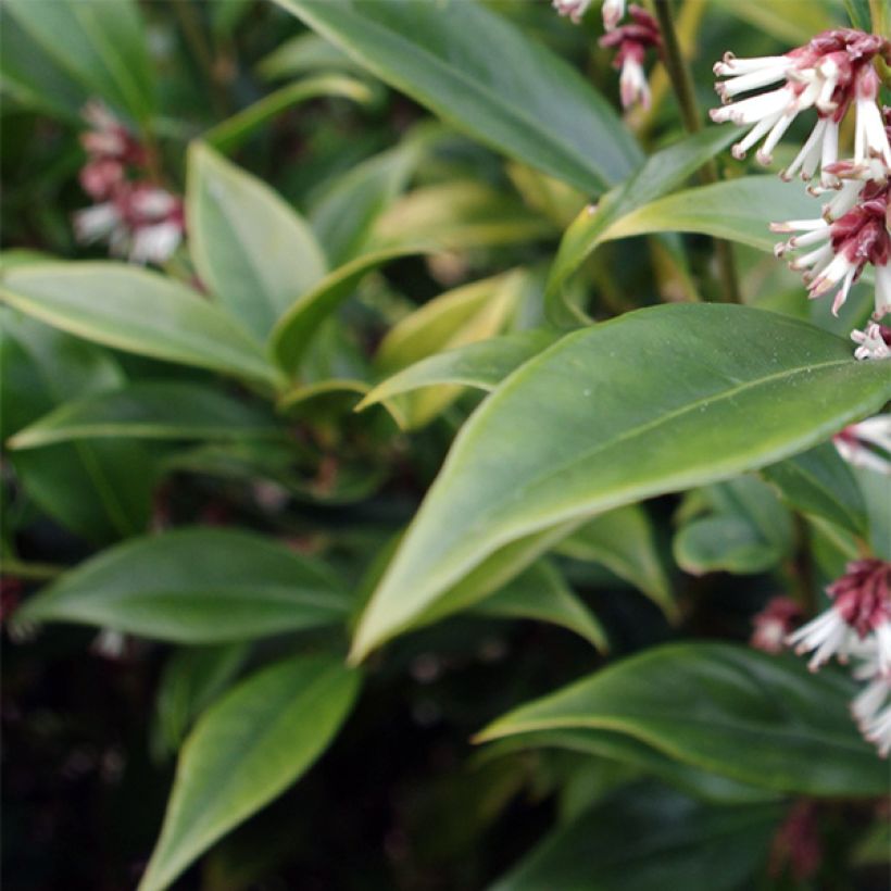 Sarcococca orientalis - Vleesbes (Flowering)