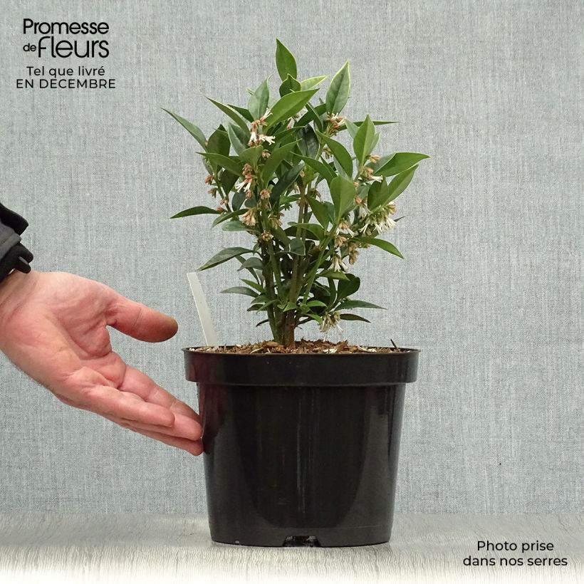 Example of Sarcococca orientalis - Sarcocoque d'Orient Pot van 2 l/3 l as you get in hiver