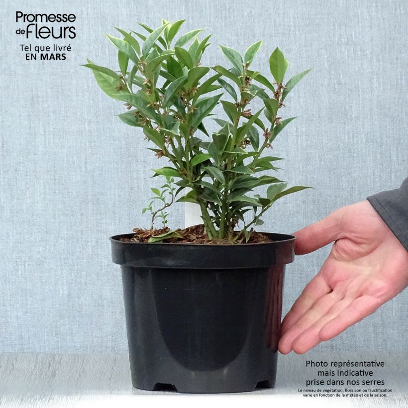 Exemplaar van Sarcococca orientalis - Vleesbes Pot van 2 l/3 l zoals geleverd in de lente