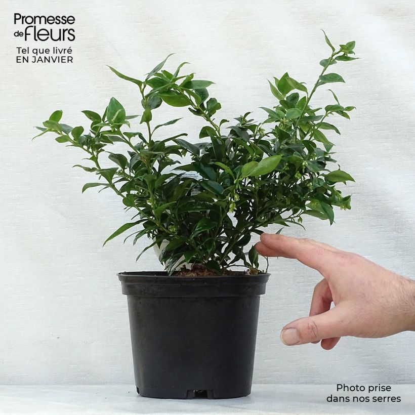 Example of Sarcococca ruscifolia - Sarcocoque à feuilles de Ruscus Pot van 2 l/3 l as you get in hiver