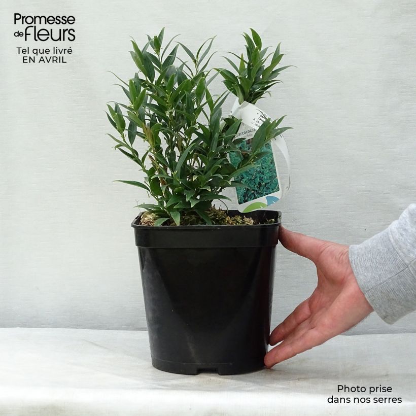 Exemplaar van Sarcococca Dragons Gate - Vleesbes Pot van 3 l/4 l zoals geleverd in de lente