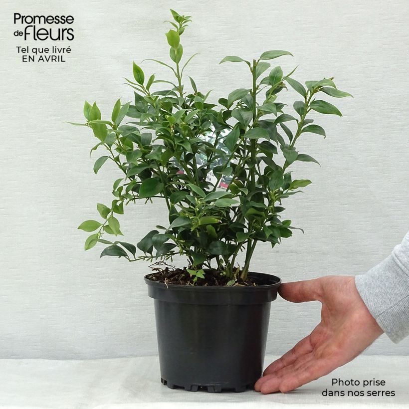 Exemplaar van Sarcococca ruscifolia - Vleesbes Pot van 2 l/3 l zoals geleverd in de lente