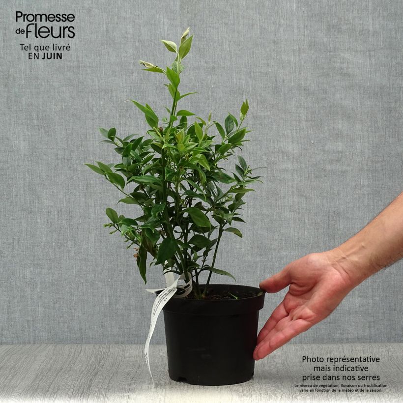 Exemplaar van Sarcococca ruscifolia - Vleesbes Pot van 2 l/3 l zoals geleverd in de zomer