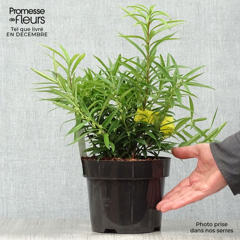 Example of Sarcococca saligna - Vleesbes Pot van 2 l/3 l as you get in hiver