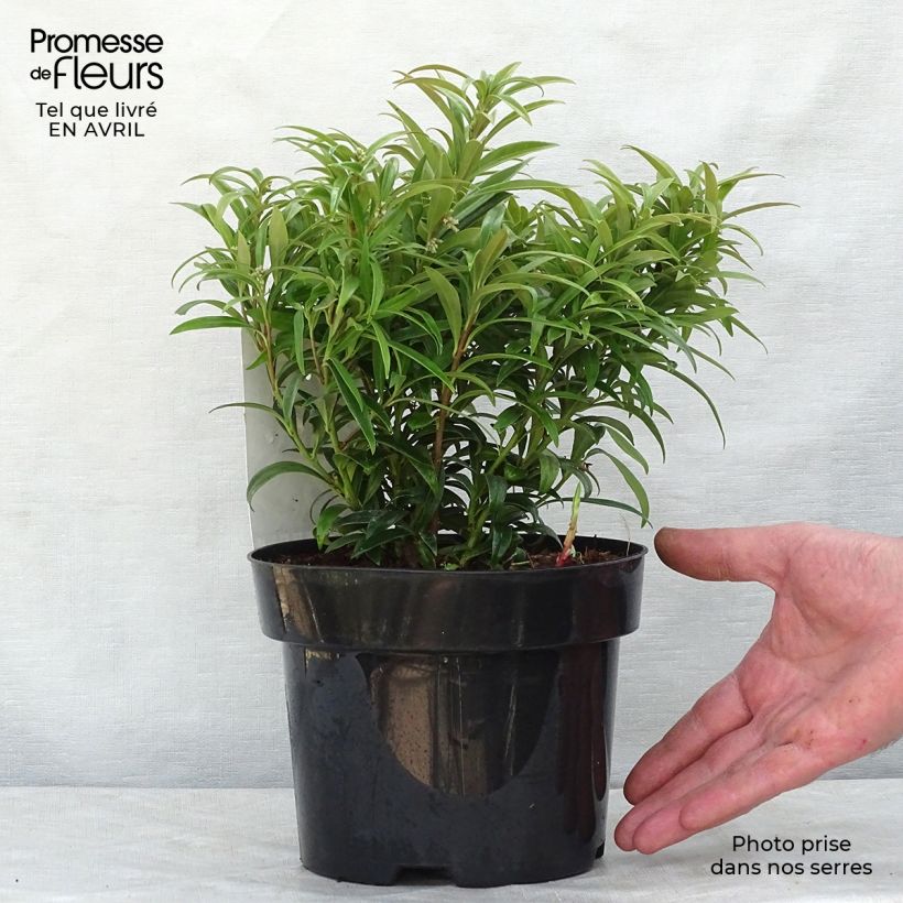 Exemplaar van Sarcococca saligna - Vleesbes Pot van 2 l/3 l zoals geleverd in de lente