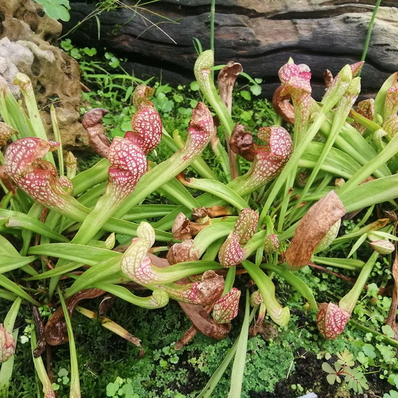 Sarracenia Scarlet Belle - Trompetbekerplant (Groeiplaats)