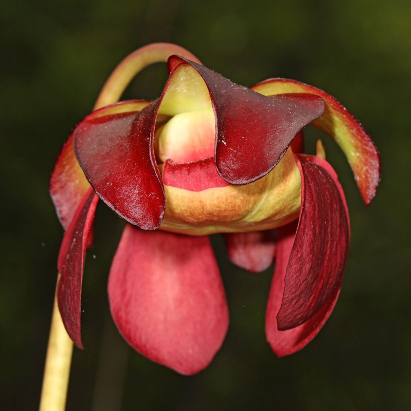 Sarracenia purpurea venosa - Paarse trompetbekerplant (Bloei)