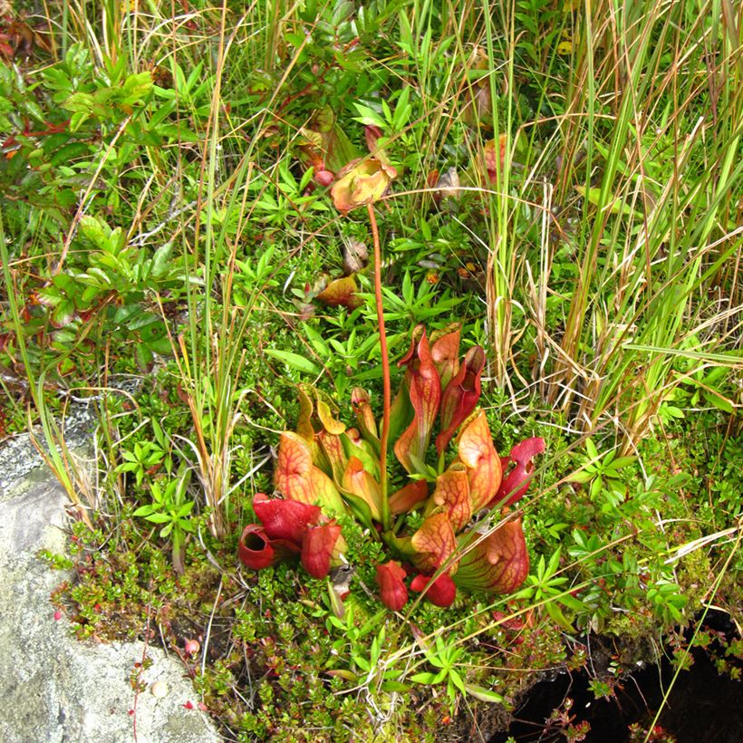 Sarracenia purpurea venosa - Paarse trompetbekerplant (Groeiplaats)