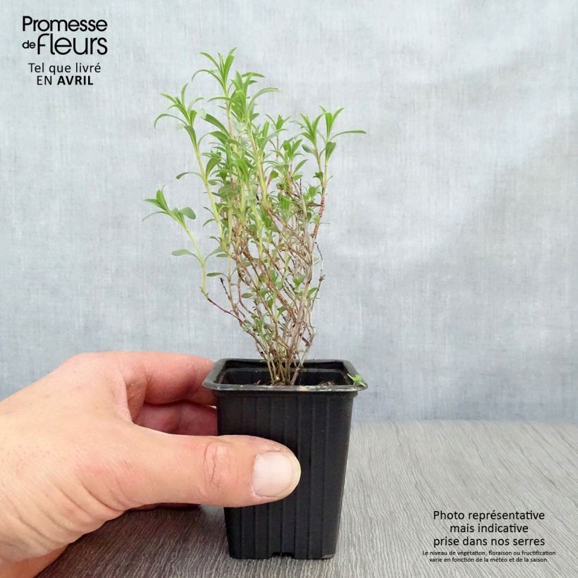 Exemplaar van Satureja montana - Bonenkruid Kweekpotje van 7/8 cm zoals geleverd in de lente