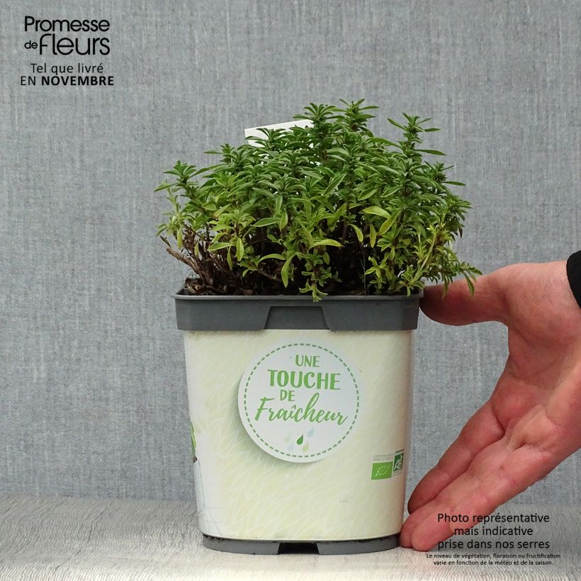Exemplaar van Bergbonenkruid BIO - Satureja montana (jonge planten) Pot van 1 l/1,5 l zoals geleverd in de herfst