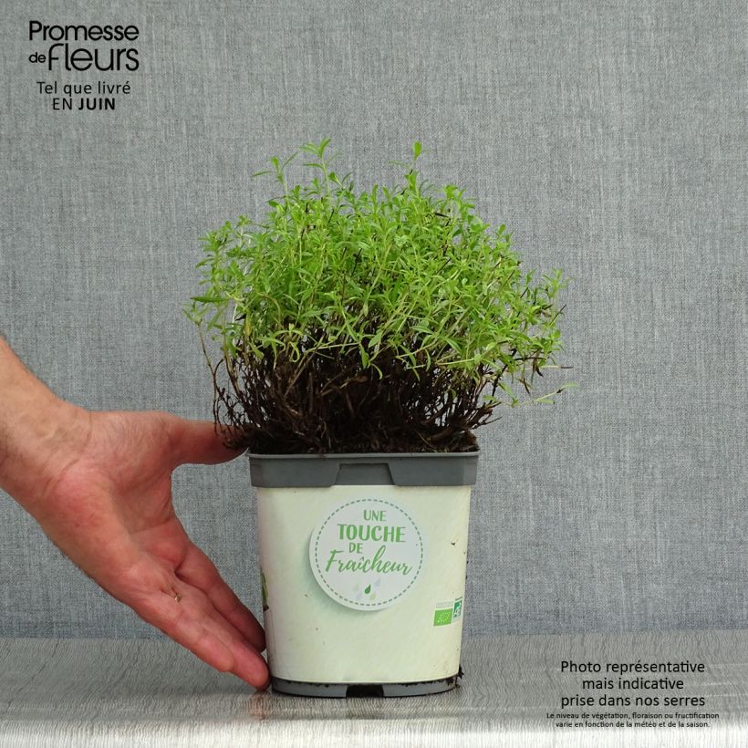 Exemplaar van Bergbonenkruid BIO - Satureja montana (jonge planten) Pot van 1 l/1,5 l zoals geleverd in de zomer
