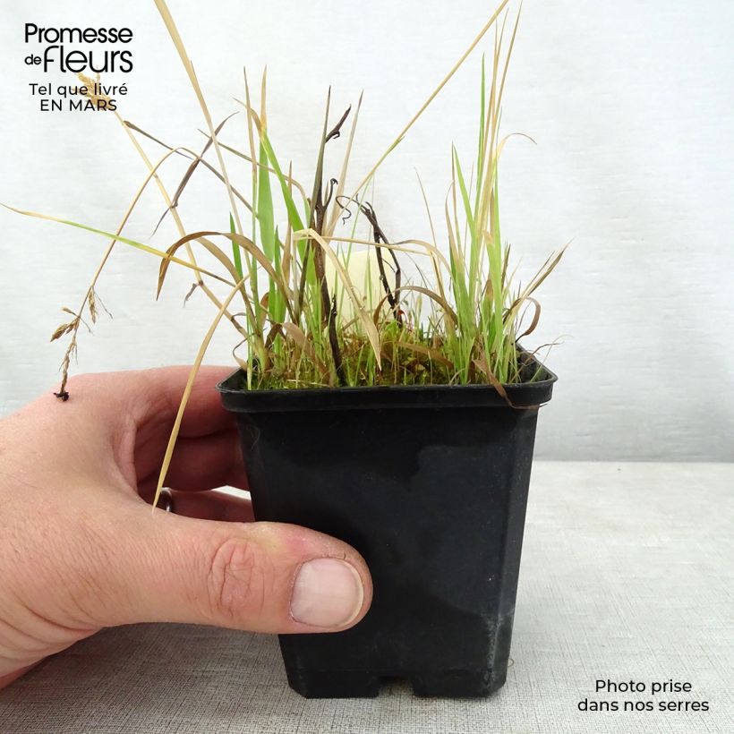 Exemplaar van Saruma henryi - Geurende hoefbloem Kweekpotje van 8/9 cm zoals geleverd in de lente