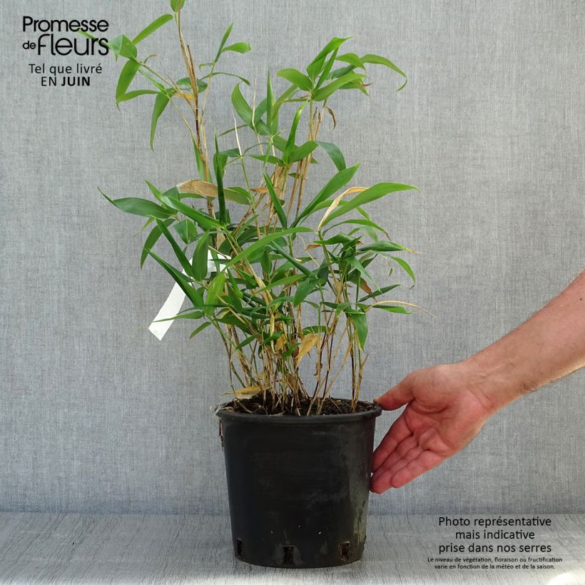 Exemplaar van Sasa kurilensis - Palmbamboe Pot van 2 l/3 l zoals geleverd in de zomer