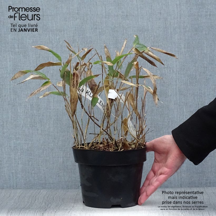 Example of Sasa kurilensis - Bambou nain Pot van 2 l/3 l as you get in hiver