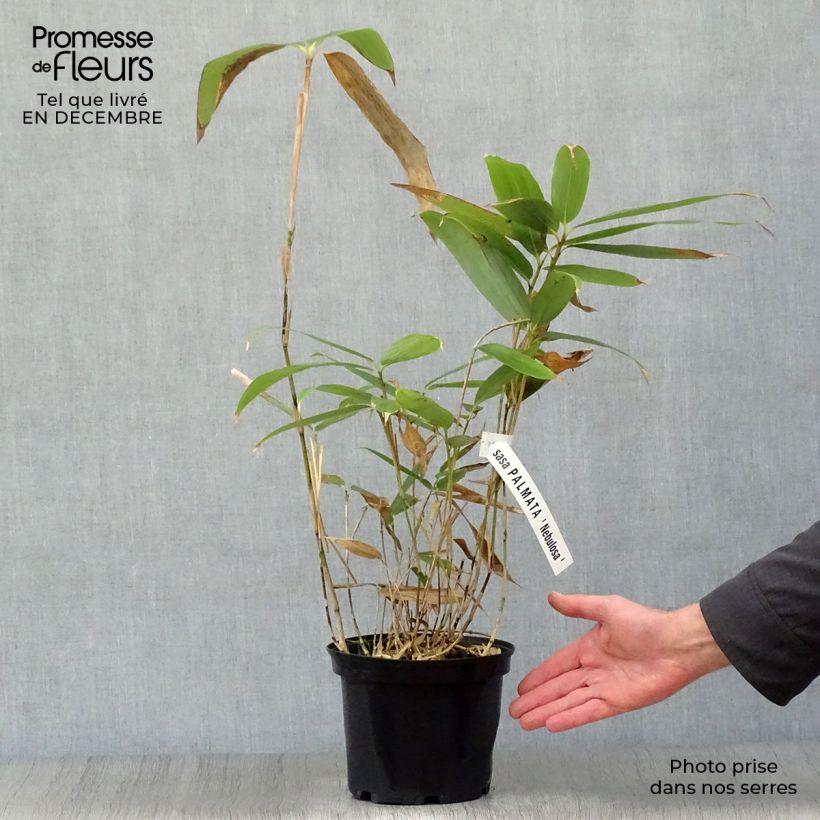 Example of Sasa palmata Nebulosa - Palmbamboe Pot van 1 l/1,5 l as you get in hiver