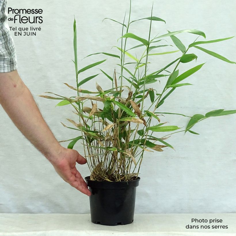 Exemplaar van Sasa palmata Nebulosa - Palmbamboe Pot van 2 l/3 l zoals geleverd in de zomer
