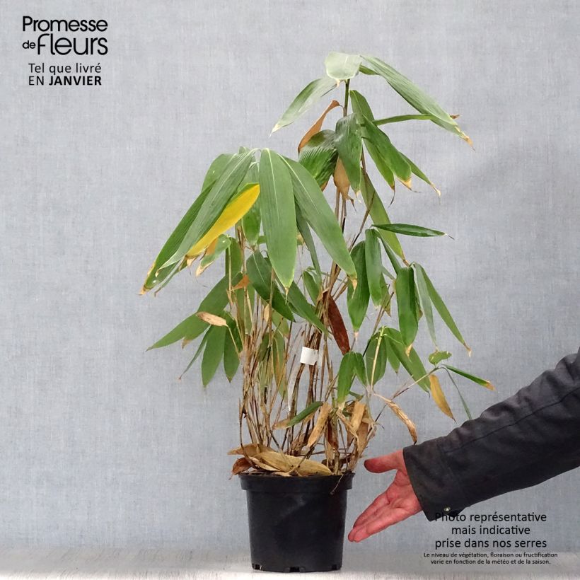 Example of Sasa palmata Nebulosa - Palmbamboe Pot van 2 l/3 l as you get in hiver