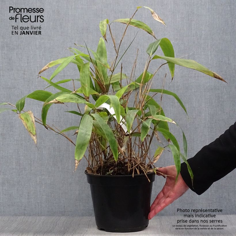 Example of Sasa tessellata - Bambou nain Pot van 3 l/4 l as you get in hiver