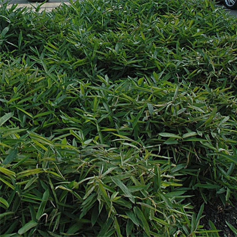 Sasa tsuboiana - Dwergbamboe (Foliage)