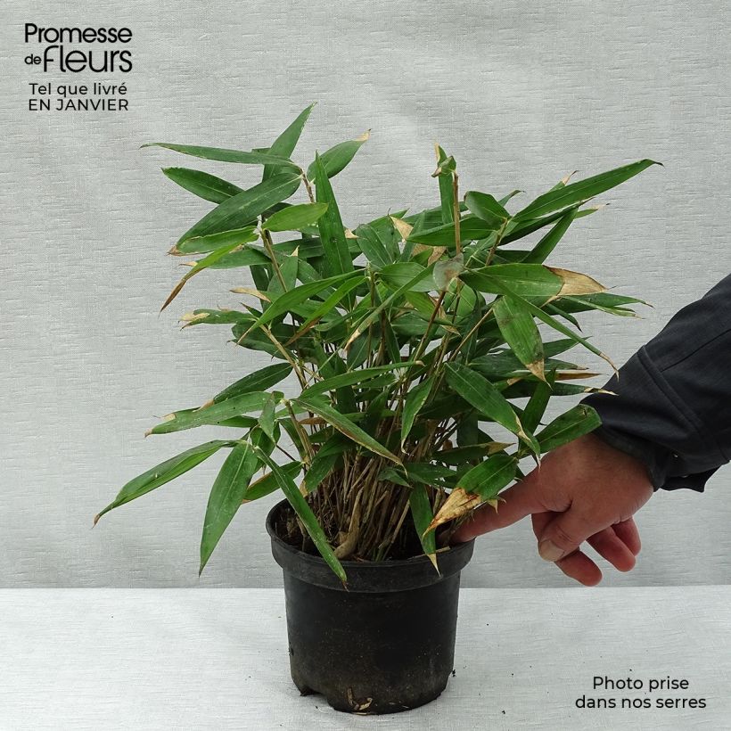 Example of Sasa tsuboiana - Bambou nain Pot van 2 l/3 l as you get in hiver