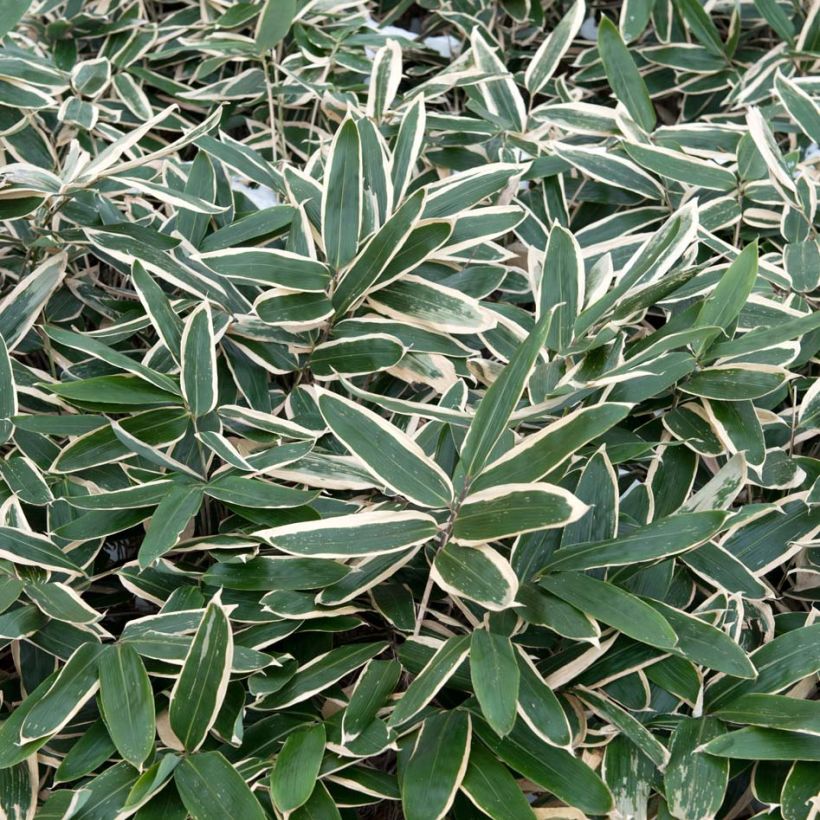 Sasa veitchii - Palmbamboe (Foliage)