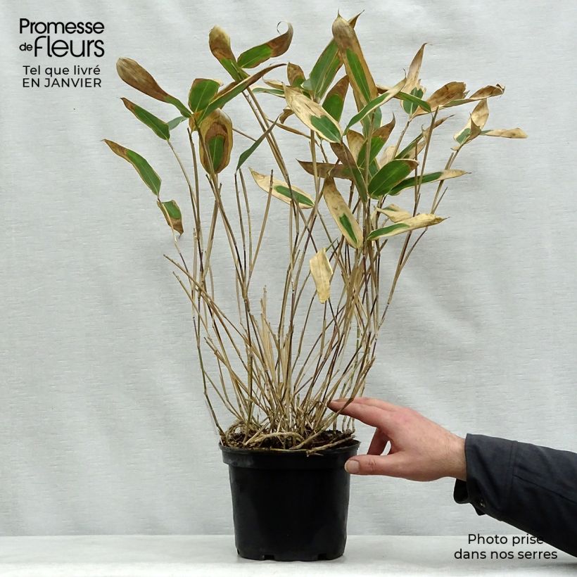 Example of Sasa veitchii - Palmbamboe Pot van 2 l/3 l as you get in hiver