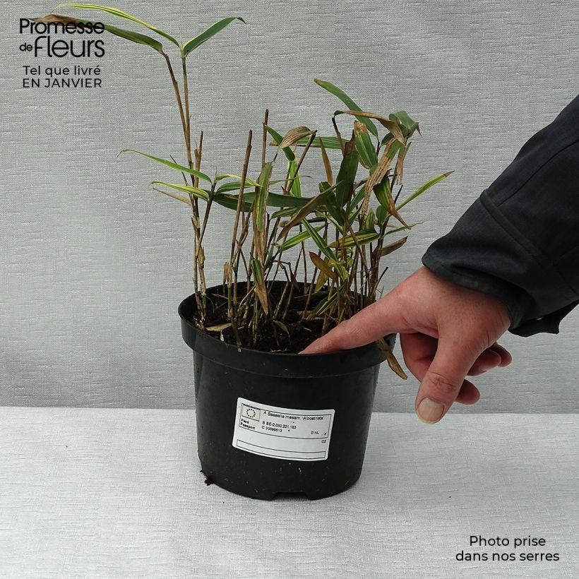 Example of Sasaella masamuneana Albostriata - Bambou nain Pot van 2 l/3 l as you get in hiver