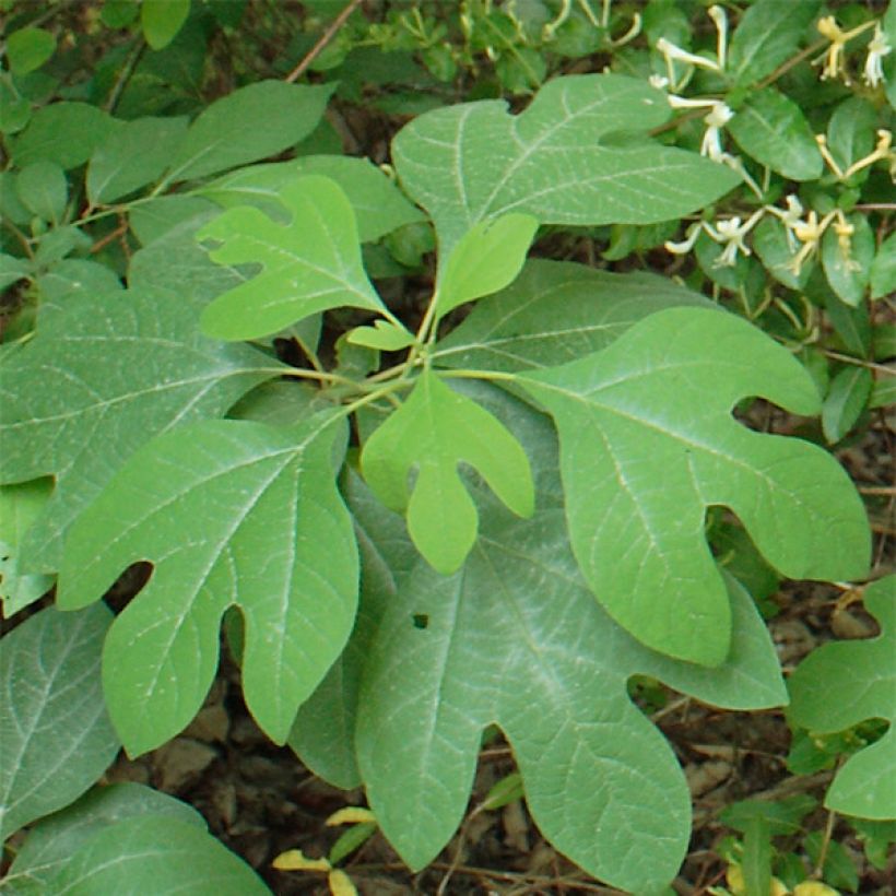 Sassafras albidum - Sassafrasboom (Foliage)