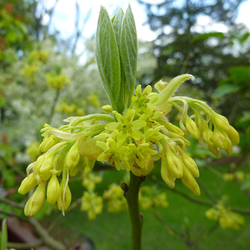 Sassafras albidum - Sassafrasboom (Flowering)