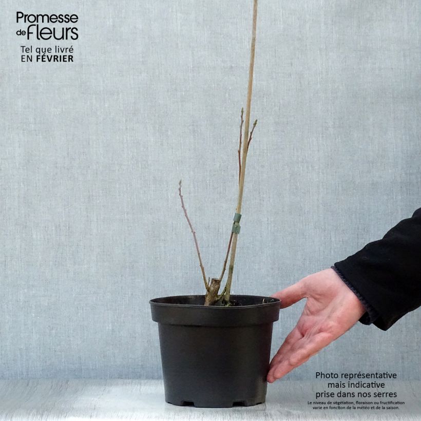 Example of Sassafras albidum - Sassafrasboom Pot van 3 l/4 l as you get in hiver