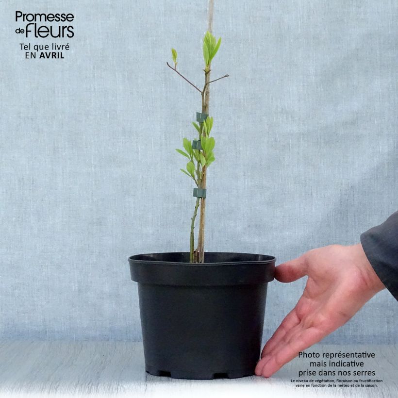 Exemplaar van Sassafras albidum - Sassafrasboom Pot van 3 l/4 l zoals geleverd in de lente