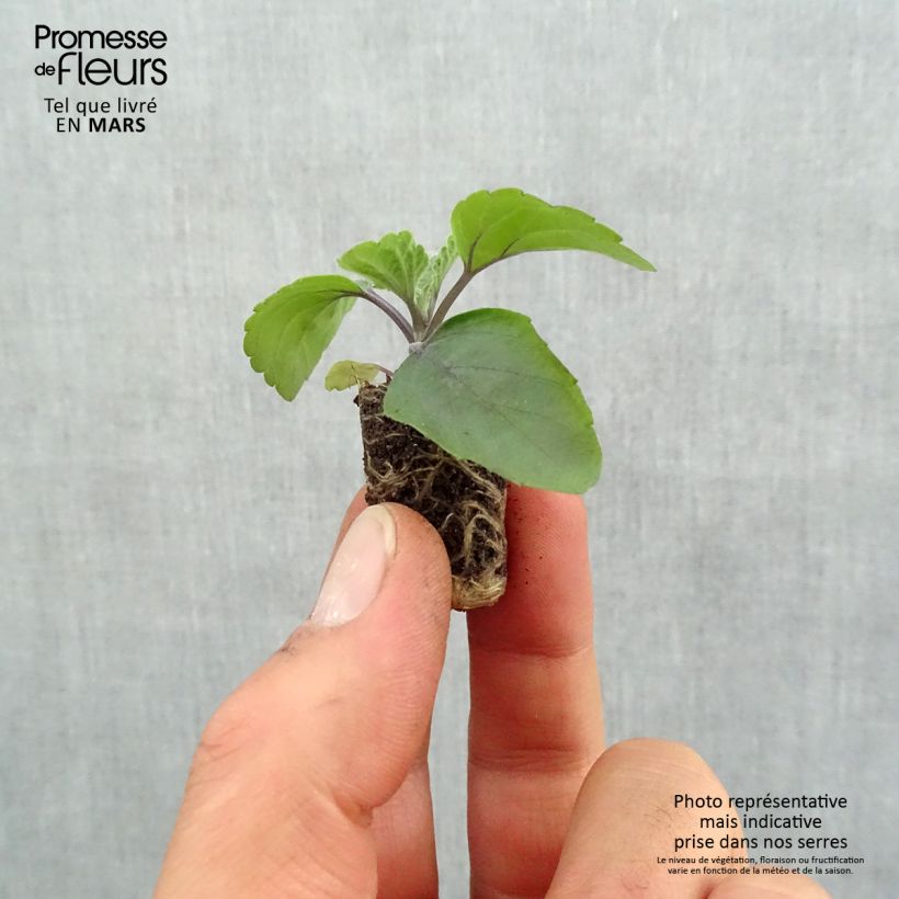 Example of Sauge Big Blue Mini-mot Ø 1,5/2,5 cm as you get in printemps